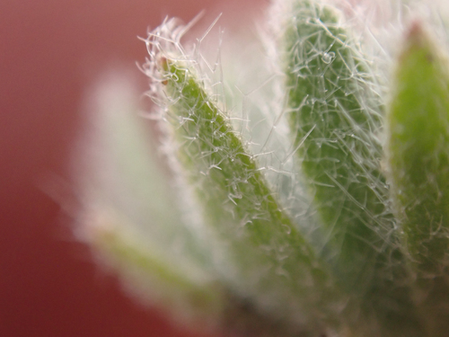 Draba novolympica, photograph 6