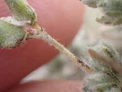 Draba novolympica, photograph (c) Trevor Van Loon, some rights reserved (CC BY)
