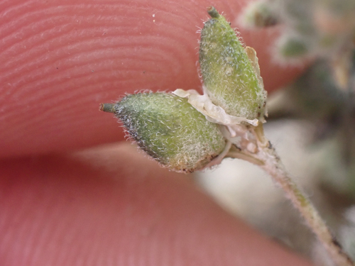 Draba novolympica, photograph 4