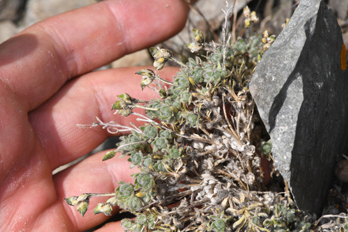 Draba novolympica, photograph 3