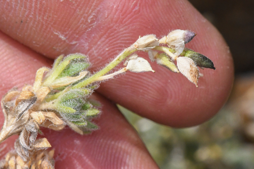 Draba novolympica, photograph 2