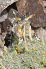 Draba novolympica, photograph (c) Trevor Van Loon, some rights reserved (CC BY)