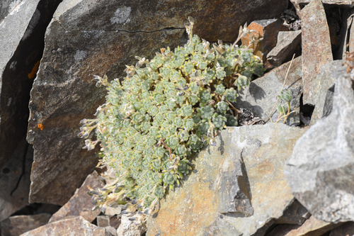 Olympic draba (Draba novolympica)