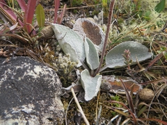 Brachyglottis haastii
