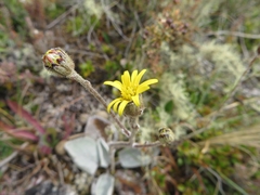 Brachyglottis haastii