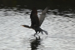 Phalacrocorax carbo