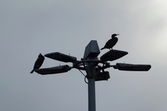 Phalacrocorax carbo