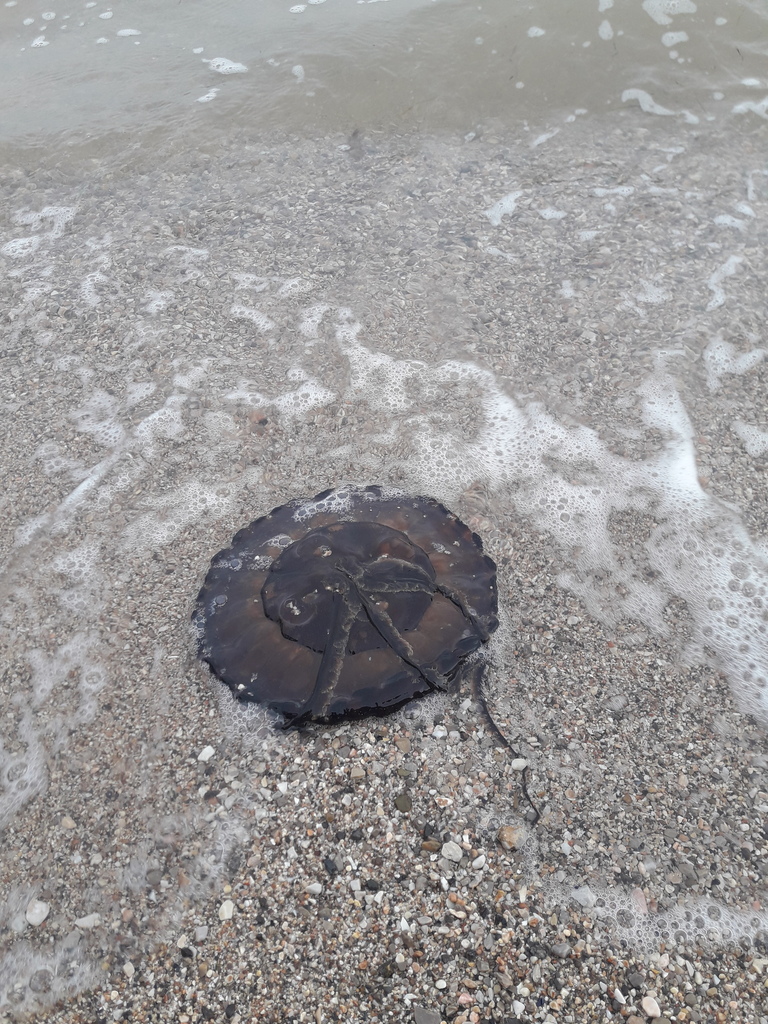 Compass Jelly from Νέα Πέραμος 190 06, Ελλάδα on June 2, 2023 at 07:19 ...