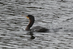 Phalacrocorax carbo