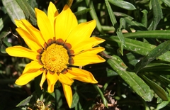 Gazania × splendens