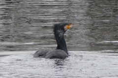 Phalacrocorax carbo
