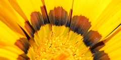 Gazania × splendens