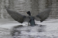 Phalacrocorax carbo