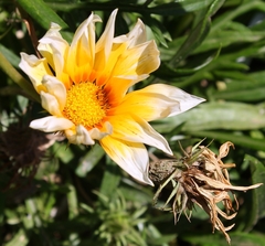 Gazania × splendens