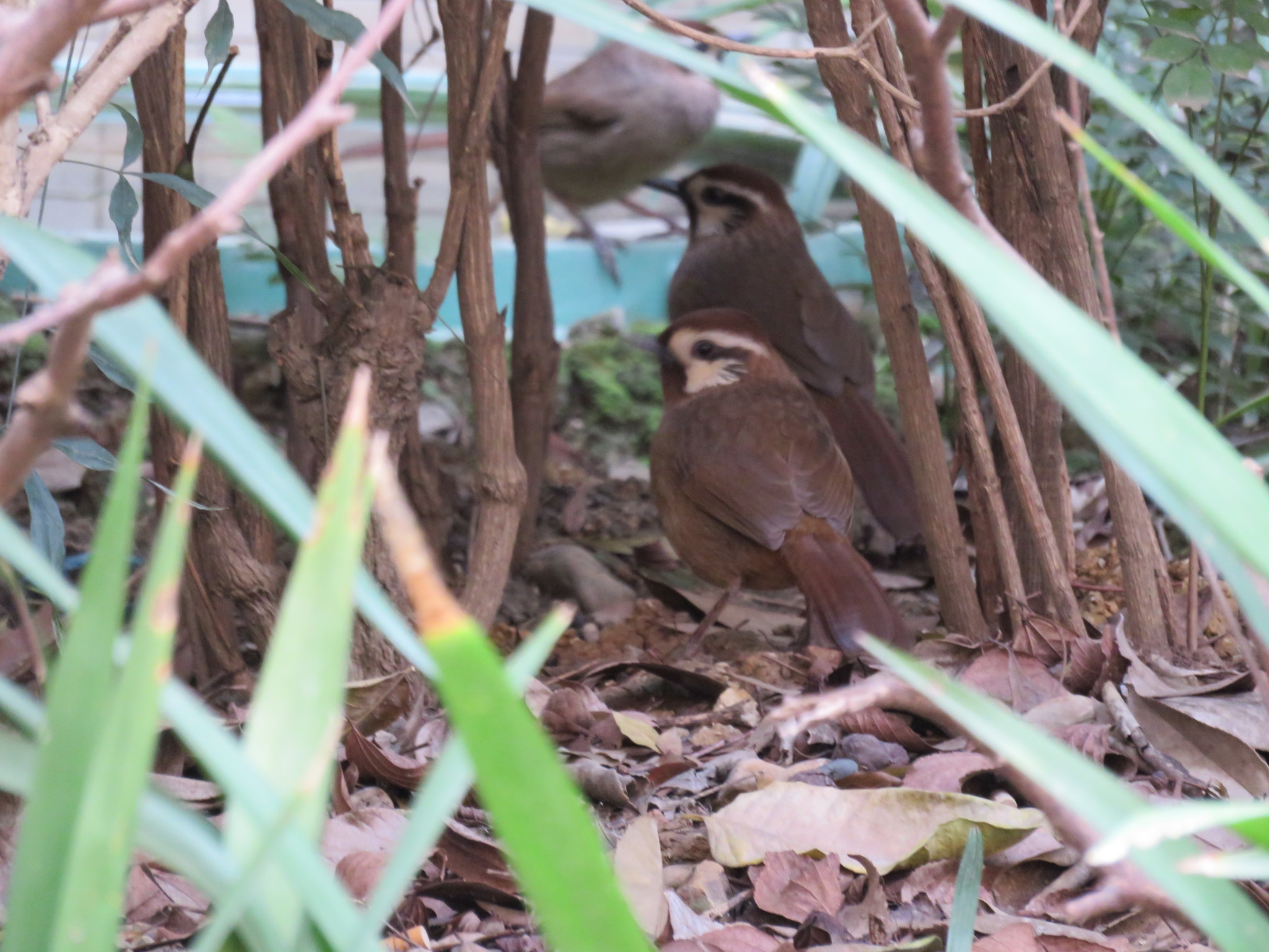 White-browed Laughingthrush