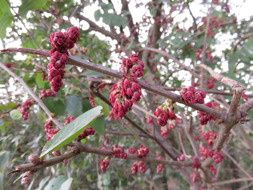Image of Coriaria nepalensis by (c) Se Lena, some rights reserved (CC BY)