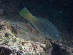 Azure Parrotfish photo 1
