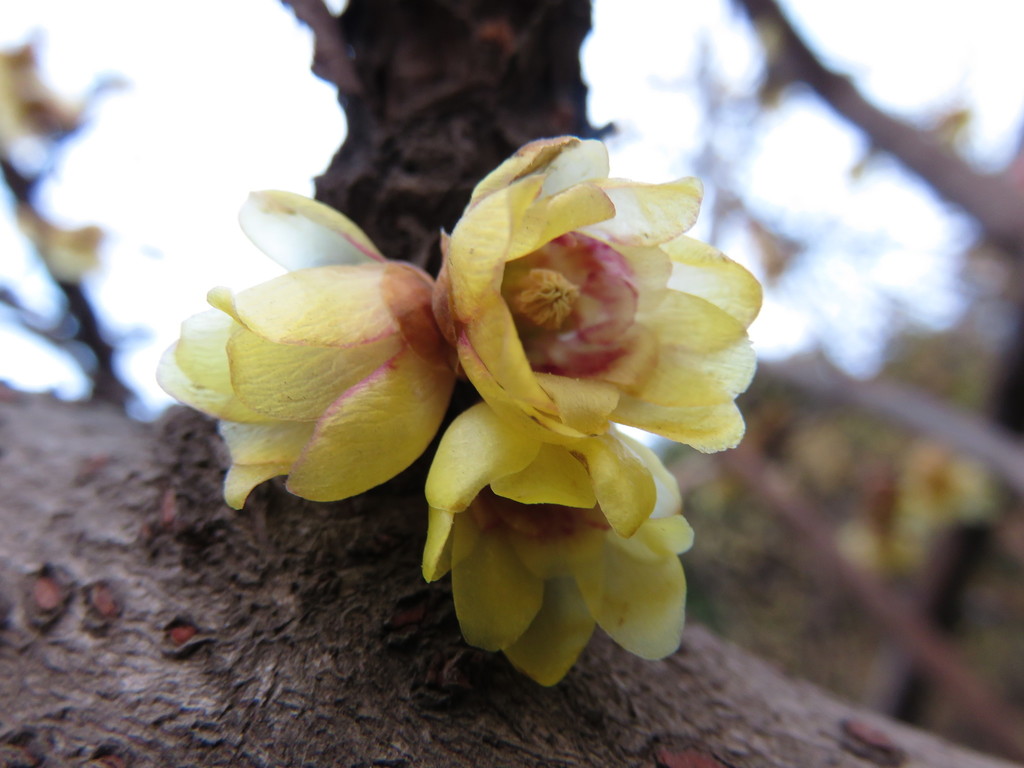 Chimonanthus praecox, Писянь, Чэнду, Сычуань, Китай