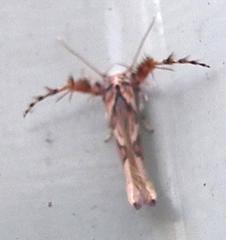 Stathmopoda stimulata