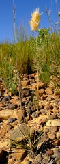 Geochloa rufa