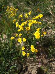 Monolopia lanceolata