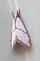 Pseudargyria interruptella