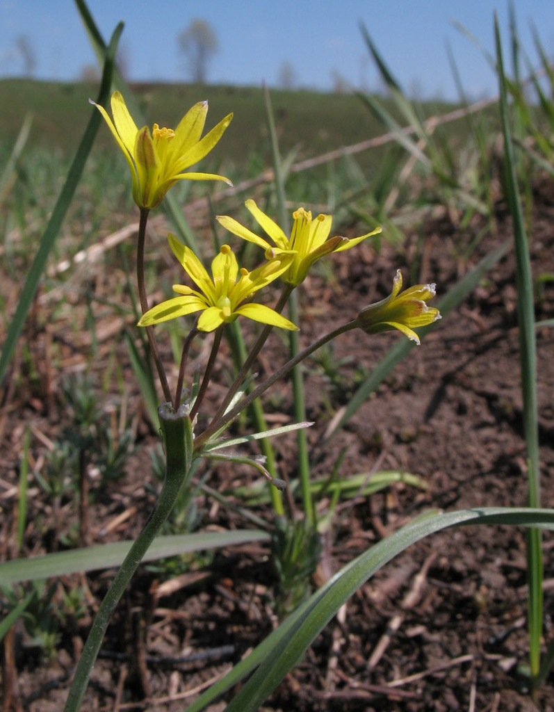 Gagea erubescens