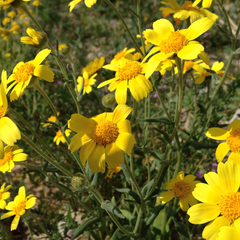 Monolopia lanceolata