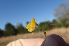 Utricularia radiata