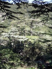 Cedrus brevifolia