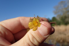 Utricularia radiata
