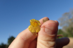 Utricularia radiata