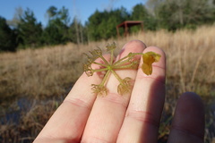 Utricularia radiata