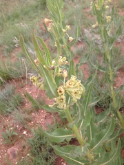 Xysmalobium undulatum