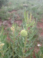 Xysmalobium undulatum