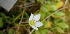 Gentianella grisebachii