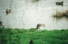 Limosa limosa islandica