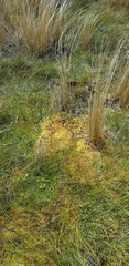Gentianella grisebachii
