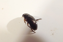 Tropisternus blatchleyi