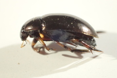Tropisternus blatchleyi