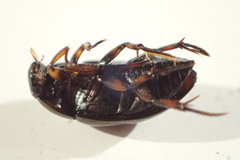 Tropisternus blatchleyi