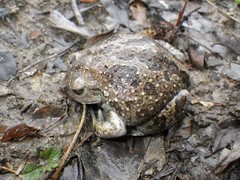 Pelobates fuscus