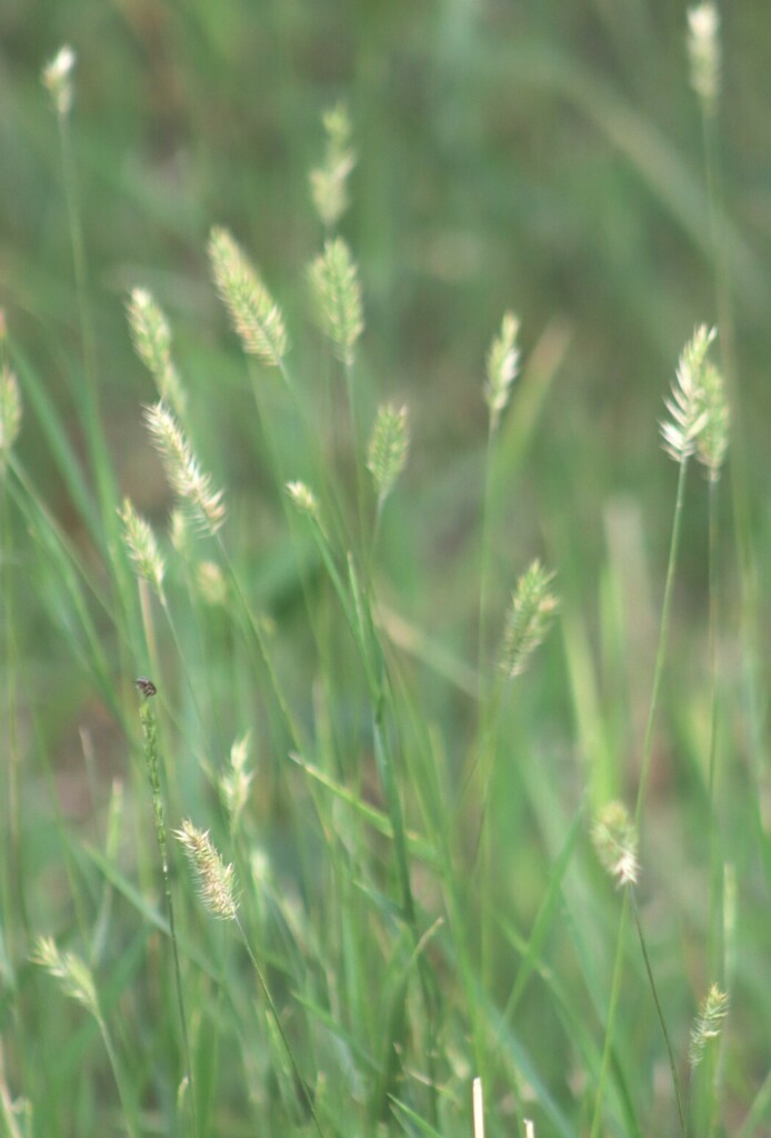 Crested Wheatgrass from Rocky View, AB, Canada on August 4, 2023 at 09: ...