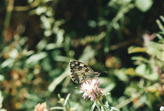 Melanargia