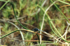 Erythrodiplax cleopatra