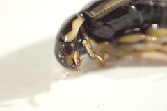 Tropisternus lateralis