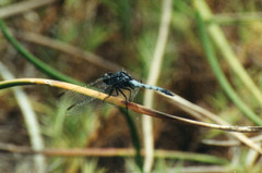 Erythrodiplax cleopatra