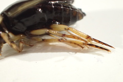 Tropisternus lateralis