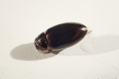 Tropisternus lateralis