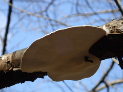 Trametes orientalis